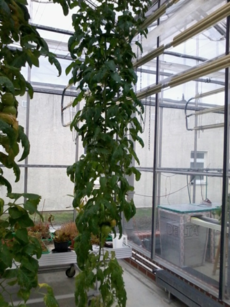 Abwasserwiederverwendung - ein Risiko f&uuml;r Umwelt und Gesundheit